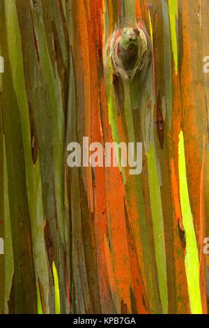 Bark of the Rainbow Eucalyptus (Eucalyptus Deglupta Stock Photo - Alamy