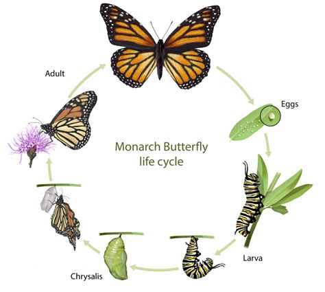 Biology: Life Cycle Of A Butterfly: Level 2 activity for kids | PrimaryLeap.co.uk