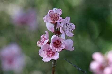 File:2. Nectarine flower, SC, Vic, Aust.jpg - Wikimedia Commons