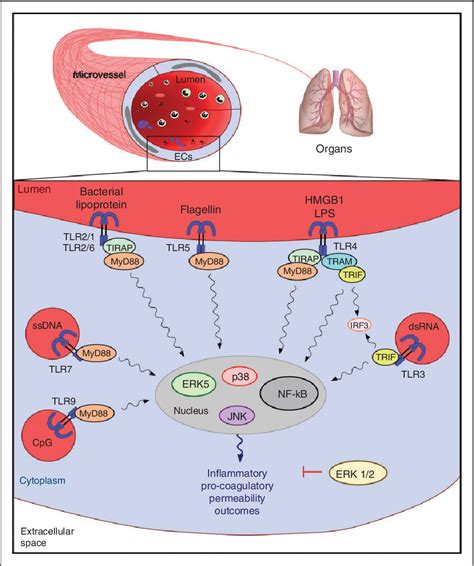 Figure 1 from Vascular endothelial cell Toll-like receptor pathways in sepsis | Semantic Scholar