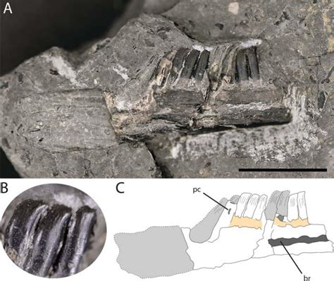 A New Diapsid with a Unique Tooth Structure from the Middle Triassic ...