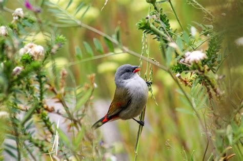 27 Stunning Birds in Cape Town | Wander Cape Town