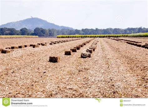 Sugar Cane Mulch Bales Sitting in Field with Crop and Mountains Stock Image - Image of ...