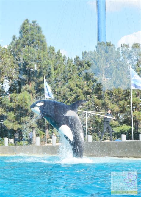 Dine with Shamu SeaWorld San Diego, gourmet dining while learning about killer whales - Brie ...