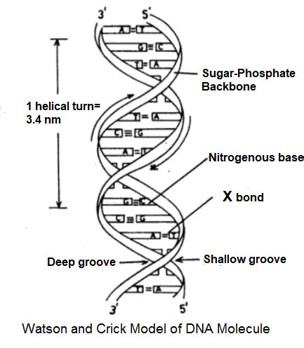 Double Helix Labeled Double Helix Dna Structure Diagram | My XXX Hot Girl