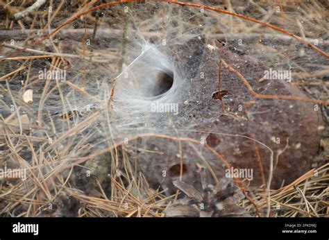 Spider web. Spider nest hole. Selective focus. Funnel weaving spider deep inside her tunnel ...