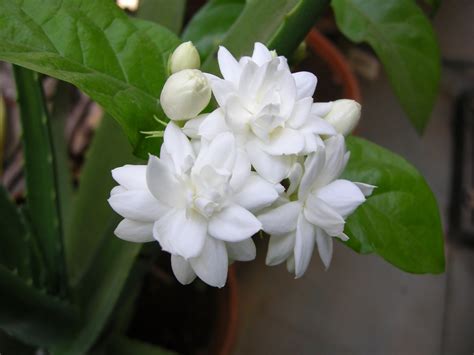 Mogara - Jasmine Four | Common name: Arabian Jasmine 'Belle … | Flickr