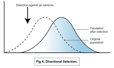 Stabilizing Selection Graph