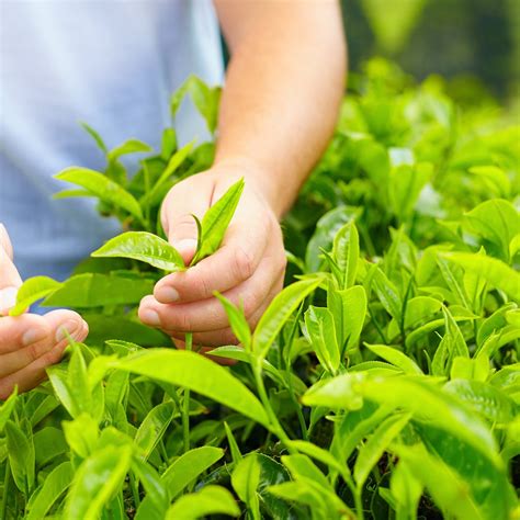 Tea Plant green Tea Camellia Sinensis Live Plant - Etsy