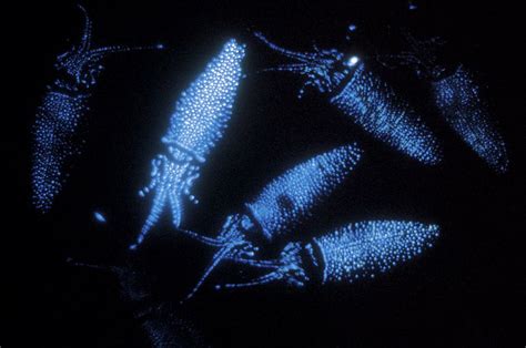 Bioluminescent firefly squid in Japan! | Glow in the dark, Firefly ...