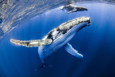 Humpback whale swallows lobster diver before spitting him out | Live ...