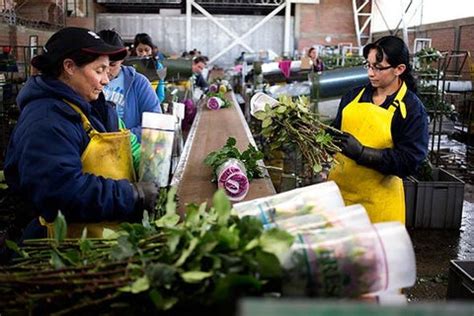 Colombia’s flower industry: On farms outside Bogota, Valentine’s Day is ...