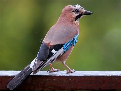 Birds of Europe: JAYS | Blue jay bird, Birds, Beautiful birds