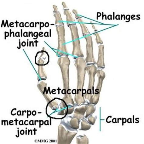 Pictures Of Carpometacarpal Joints