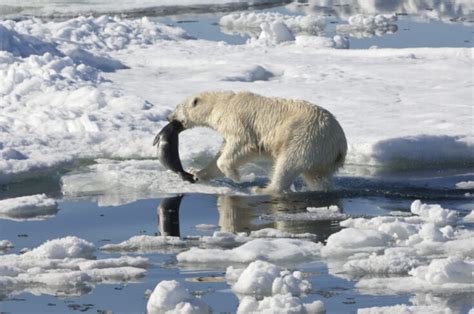 Biggest Polar Bear Ever Recorded