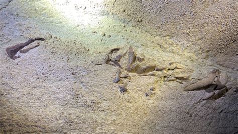 Mammoth Cave sharks: Rare fossils found in Kentucky national park