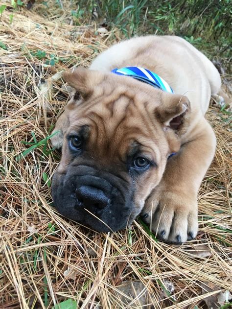 Penny! Cane Corso Chihuahua mix : CaneCorso