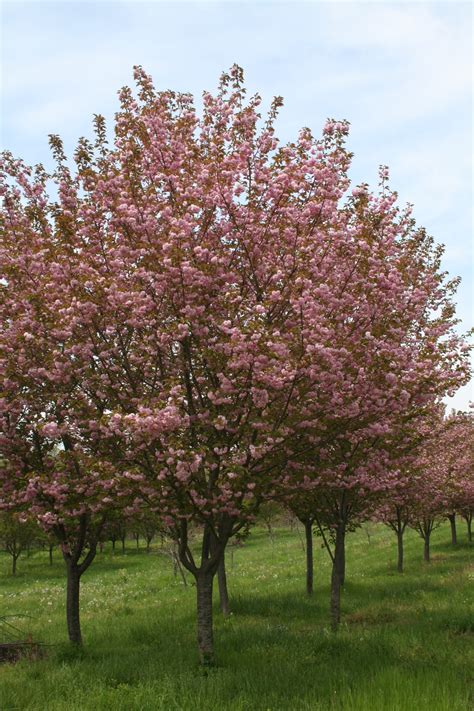 Flowering tree - Kwanzan Cherry (Prunus serrulata 'Kwanzan') | Shade Tree Farm