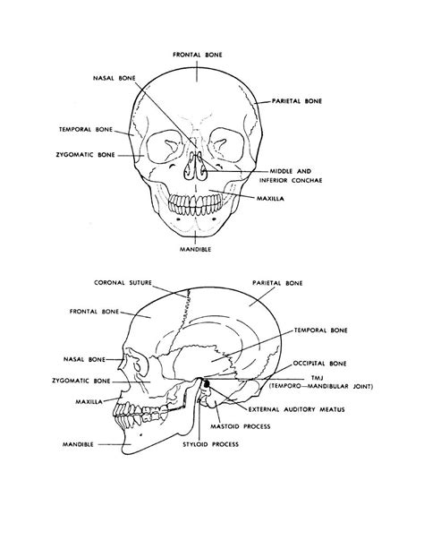 Human Skull Front View Diagram