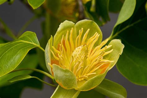 Identifying the Yellow Poplar Tree