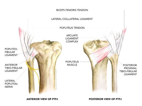 Sports Injury Bulletin - Diagnose & Treat - Proximal tib-fib joint: an uncommon site for lateral ...