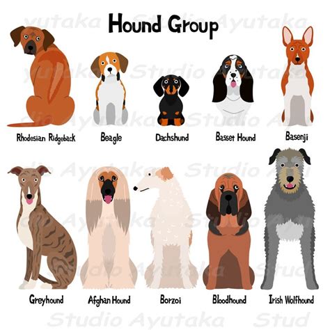 Hound group dogs | Hound, Animal illustration art, Dog poster