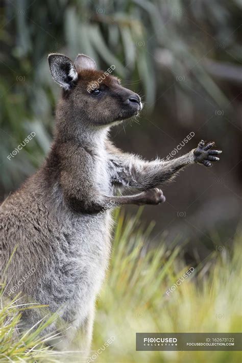 Eastern Grey Kangaroo — vertebrate, daylight - Stock Photo | #162673122