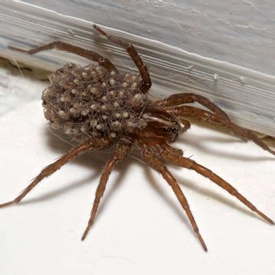 Wolf Spider Identification Chart