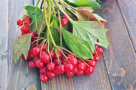 LAUREL & CRANBERRY FRAGRANCE | Best Holiday Cranberry