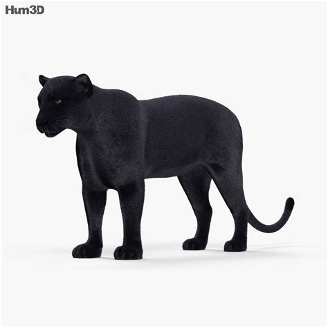 Animated Black Panther 3D model - Animals on Hum3D