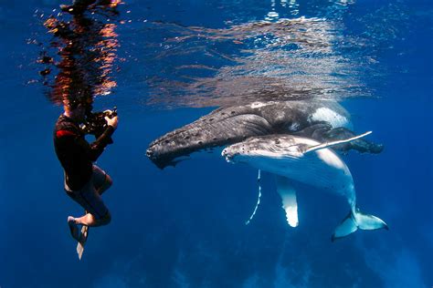 Swim with Humpback Whales in Vava'u, Tonga