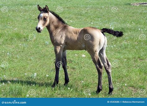 Buckskin Roan - Buckskin Roan Foal - Pictures of buckskin roan horse ...