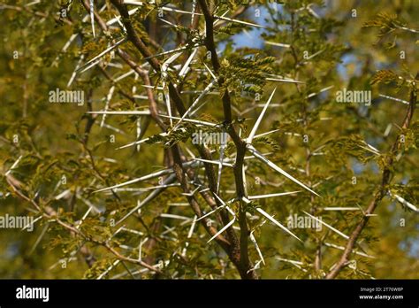 Acacia Horrida thorns- close up Stock Photo - Alamy