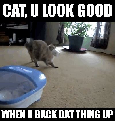 Funny Cat Memes Gifs - Funny Memes
