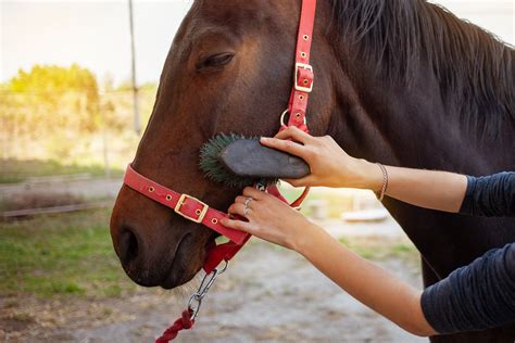 Horse Grooming And Its Benefits — FC Supplies