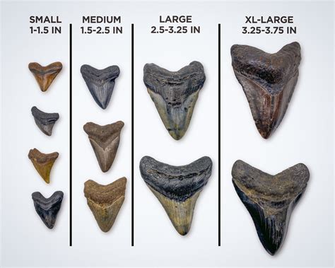 Megalodon Natural Fossil Teeth - Mini Museum