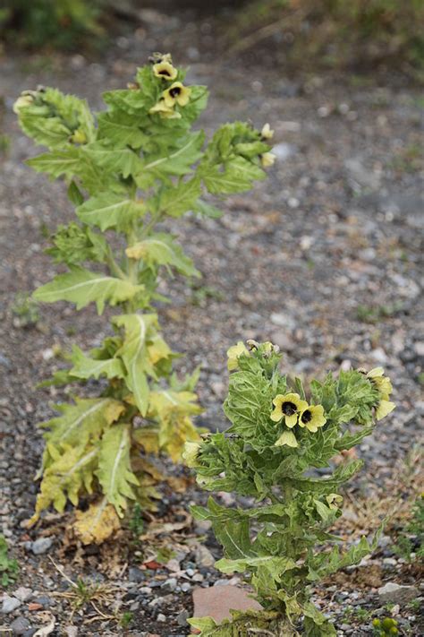 Black henbane (Hyoscyamus niger) | Fraser Valley Invasive Species Society