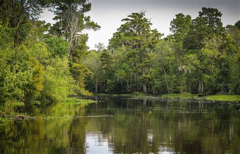 Bayou Swamp Marsh - Free photo on Pixabay