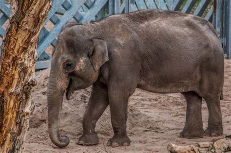 The UK's largest indoor elephant house opens at Blackpool Zoo ...