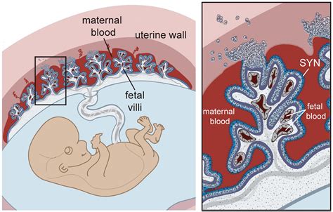 Role of the Placenta – Grade 9 Understanding for IGCSE Biology 3.11 ...