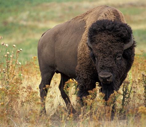 Bison Buffalo Portrait Free Stock Photo - Public Domain Pictures