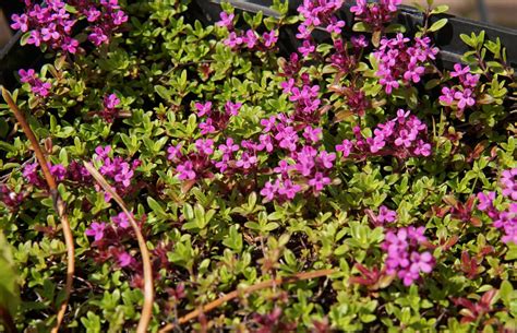 Red Creeping Thyme • Kiwi Nurseries Ltd