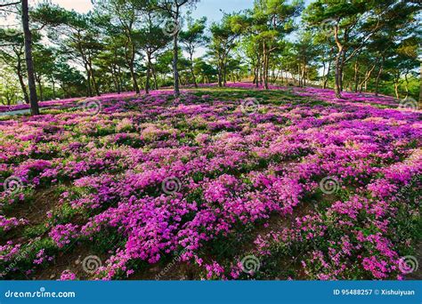 The sea of flowers stock image. Image of cheese, colorful - 95488257