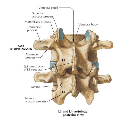 Anatomy Of The Lumbar Vertebra And Location Of Pars Interarticularis | My XXX Hot Girl