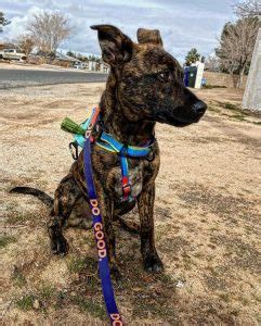 Blue Heeler Pitbull Mix: Red Heelers, Puppies, Prices & More