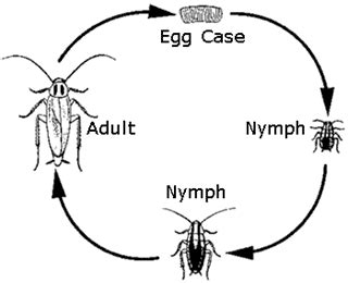 The Cockroach