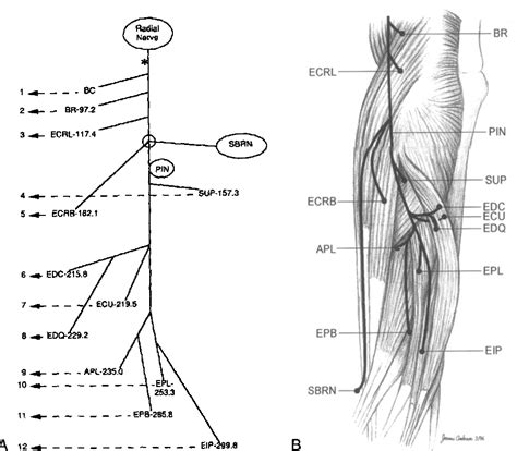 Radial Nerve Anatomy Humerus - ANATOMY STRUCTURE
