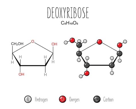 Premium Vector | Deoxyribose representation Skeletal formula and 2d ...