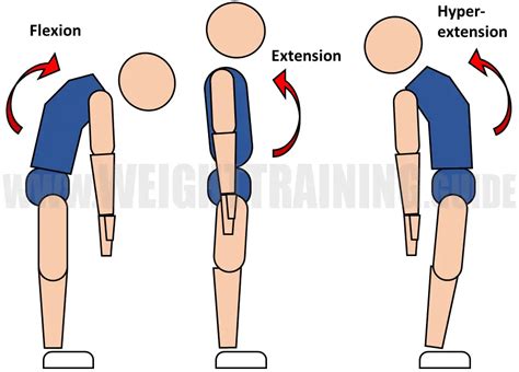 Joint articulations and the three planes of motion - Muscle Activation Guide