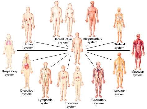 Human Body Organ Systems: An Orientation : Anatomy & Physiology